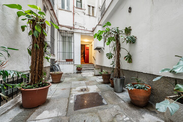 Fototapeta na wymiar Decorative plants with large pots in an inner courtyard of urban homes