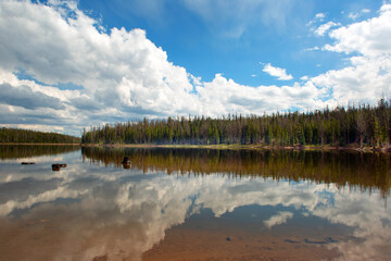 Mountain Lake Scenes with Pines and Dead Trees