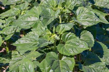 Fototapeta premium young sunflower plants in the field