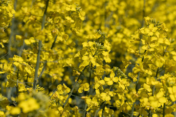 Yellow-flowering rapeseed in the summer