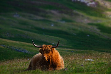 Majestic Highland Guardian: A Serene Cow Roaming the Mountains of Scotland