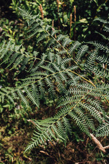 Bracken fern in the forest outside Seattle, Washington