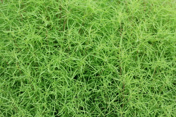 コキヤの接写。 花びらはなく雄蕊5本めしべ1本があり、めしべの中に種ができます。