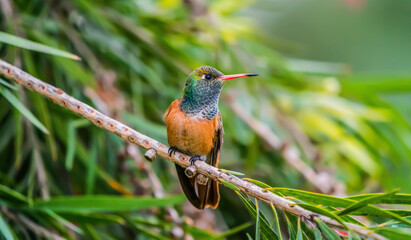 A Peruvian Hummingbird on a branch