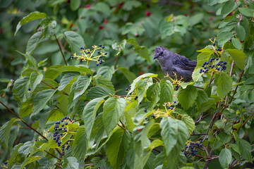 Songbird Perched on Arrowwood Viburnum Enjoying The Fruit