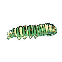 Vector illustration with a green caterpillar with orange dots isolated on white background 