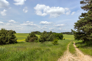 Fototapeta premium Yellow-flowering rapeseed in the summer