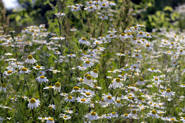 White daisies in the summer in the field © rsooll
