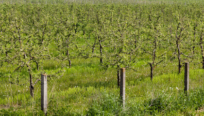 Fototapeta na wymiar Young apple seedlings in an orchard