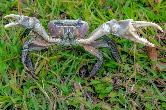 Tupa, crabe de terre tropical