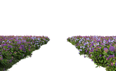 Flowers garden on a transparent background
