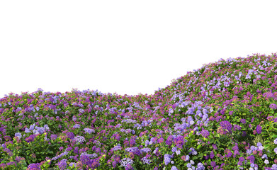 Obraz premium Flowers garden on a transparent background 