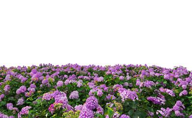 Flowers garden on a transparent background
