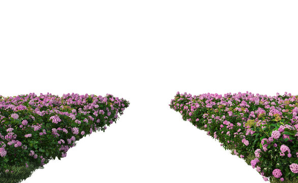 Flowers garden on a transparent background
