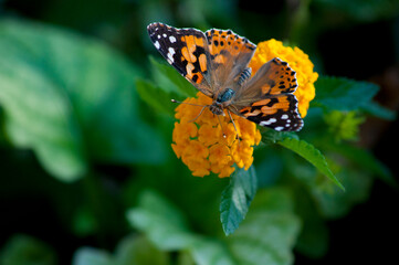 Farfalla macro