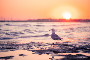 Seagull on the beach