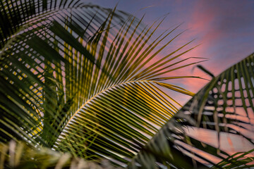 Palme de cocotiers en Polynésie