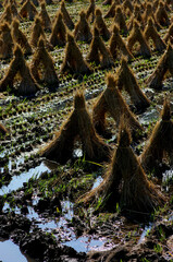 秋　稲刈り　青空　田園　田舎