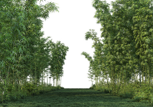 bamboo forest on a transparent background
