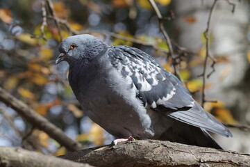 pigeon on a tree