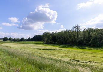 Wheat field with unripe wheat swaying in the wind