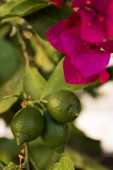 flowering lime tree in Santa Maria del Camí, Mallorca