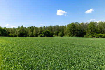 An agricultural field where green cereals grow