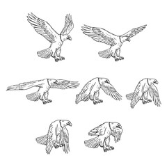 Bald Eagle Flying Drawing Collection Set