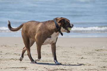 Isolated dog walking in the sand at dog beach