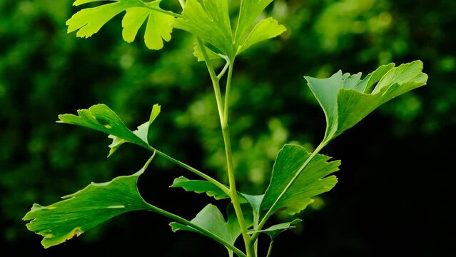 Ginkgo biloba plant.Ginkgo biloba tree in the garden.slow motion.Green natural pharmacy.Ginko green close-up. medicinal plants. 4k footage