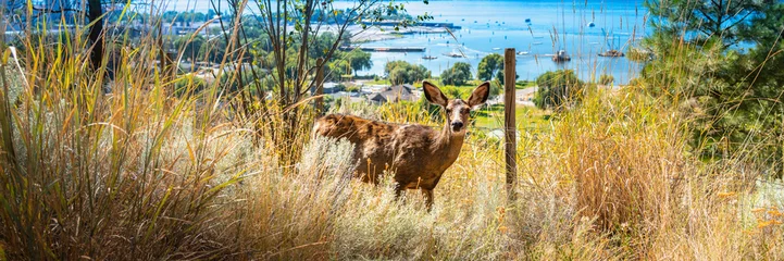 Poster A deer standing at the Knox Mountain city park in Kelowna, British Columbia, Canada © Naya Na