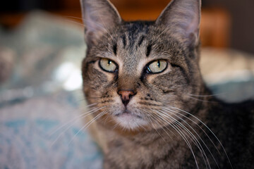 Close up of a gray striped tabby cat. 