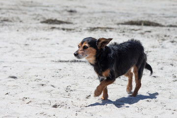 Terrier mix dog playing at the beach