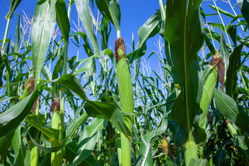 an agricultural field where unripe green corn grows