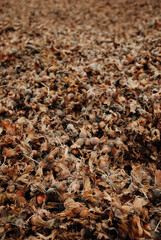 hazelnut crowded field organic