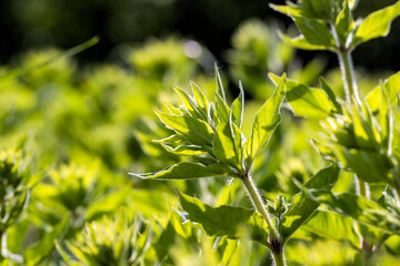 green grass leaves in sunny weather in summer