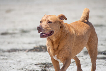 Pit bull mix playing at dog beach