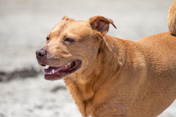 Pit bull mix playing at dog beach