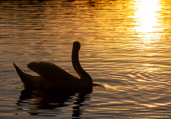 White swans floating in the lake during sunset