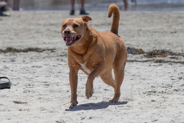 Pit bull mix playing at dog beach