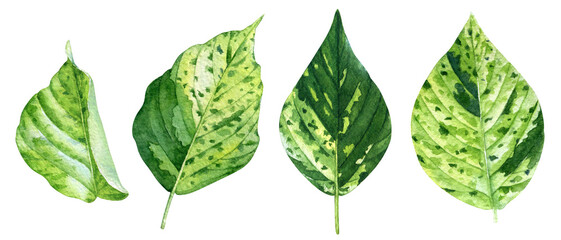 Watercolor illustration of the green spotted tropical leaves