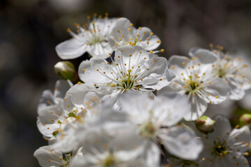 cherry fruit trees blooming in spring