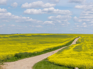 A rural dirt road in a field with plants