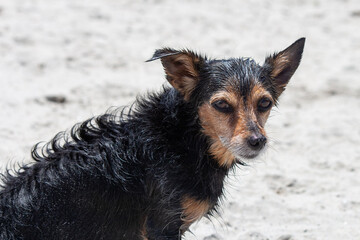 Terrier mix dog playing at the beach