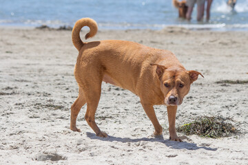 Pit bull mix playing at dog beach