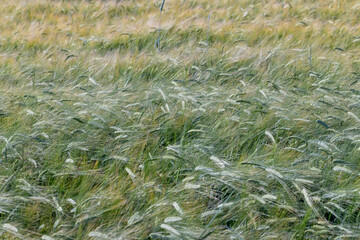 An agricultural field where cereals are grown to harvest grain