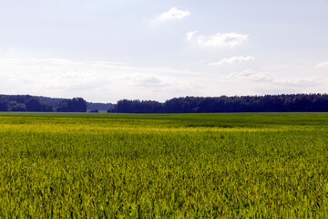 Wheat field with unripe wheat swaying in the wind
