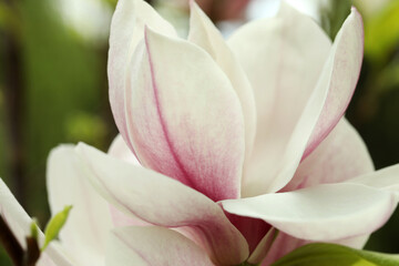 Fototapeta premium Magnolia tree with beautiful flower on blurred background, closeup