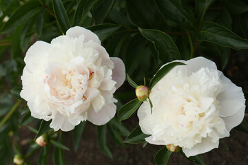Beautiful blooming white peonies growing in garden, closeup