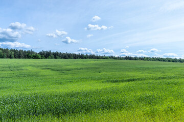 Obraz premium An agricultural field where green cereals grow